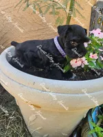 Calli's girl #2 lavender collar , a female Miniature Schnauzer for sale in Queen Creek, AZ – 1 of 5