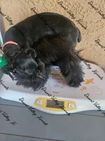 Calli's girl -dark pink collar , a female Miniature Schnauzer for sale in Queen Creek, AZ – 10 of 10