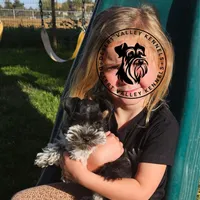 Gypsies boy, a male Miniature Schnauzer for sale in Queen Creek, AZ – Photo 3 of 10