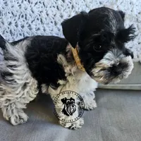 Gypsies boy, a male Miniature Schnauzer for sale in Queen Creek, AZ – Photo 4 of 10