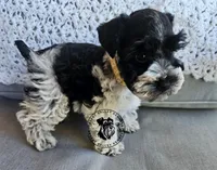 Gypsies boy, a male Miniature Schnauzer for sale in Queen Creek, AZ – Photo 1 of 6