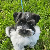 Gypsies boy, a male Miniature Schnauzer for sale in Queen Creek, AZ – Photo 8 of 10