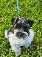 Gypsies boy, a male Miniature Schnauzer for sale in Queen Creek, AZ – Photo 5 of 6