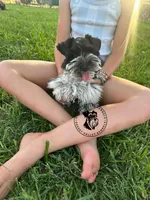 Gypsies boy, a male Miniature Schnauzer for sale in Queen Creek, AZ – Photo 10 of 10