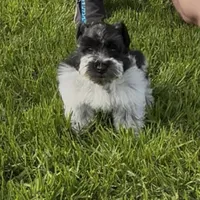 Gypsies boy, a male Miniature Schnauzer for sale in Queen Creek, AZ – Photo 7 of 10