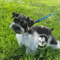 Gypsies boy, a male Miniature Schnauzer for sale in Queen Creek, AZ – Photo 9 of 10