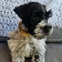 Gypsies boy, a male Miniature Schnauzer for sale in Queen Creek, AZ – Photo 6 of 10