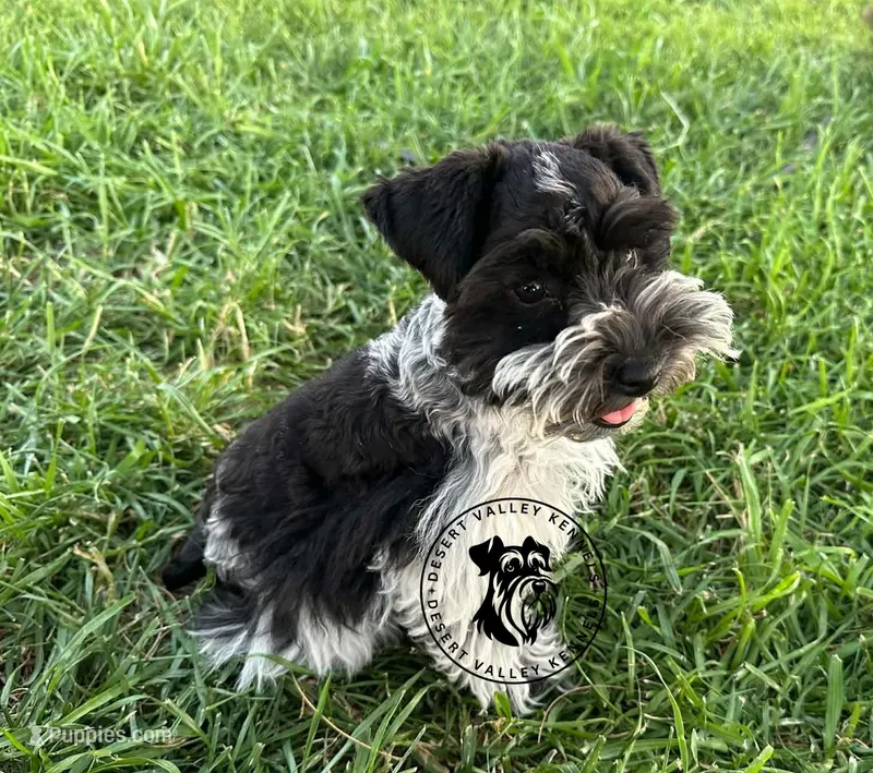 Gypsies boy – Miniature Schnauzer puppy for sale in Queen Creek, AZ