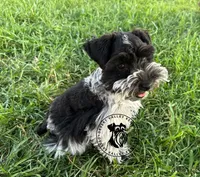 Gypsies boy, a male Miniature Schnauzer for sale in Queen Creek, AZ – Photo 1 of 10