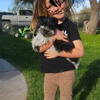 Gypsies boy, a male Miniature Schnauzer for sale in Queen Creek, AZ – Photo 2 of 10