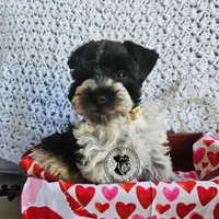 Gypsies boy, a male Miniature Schnauzer for sale in Queen Creek, AZ – Photo 5 of 10