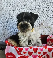 Gypsies boy, a male Miniature Schnauzer for sale in Queen Creek, AZ – Photo 3 of 6