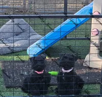 Calli's girl -dark pink collar , a female Miniature Schnauzer for sale in Queen Creek, AZ – 9 of 10