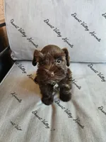 Benelli's lime collar girl , a female Miniature Schnauzer for sale in Queen Creek, AZ – 2 of 4