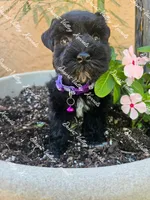 Calli's girl #2 lavender collar , a female Miniature Schnauzer for sale in Queen Creek, AZ – 2 of 5