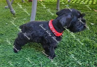Calli's boy#1 red collar , a male Miniature Schnauzer for sale in Queen Creek, AZ – 3 of 5