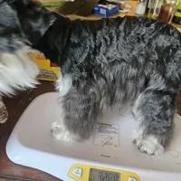 Grace's boy #2, a male Miniature Schnauzer for sale in Queen Creek, AZ – Photo 4 of 8