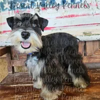 Grace's boy #2, a male Miniature Schnauzer for sale in Queen Creek, AZ – Photo 7 of 8