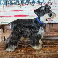 Grace's boy #2, a male Miniature Schnauzer for sale in Queen Creek, AZ – Photo 3 of 8