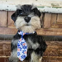 Grace's boy #2, a male Miniature Schnauzer for sale in Queen Creek, AZ – Photo 2 of 8
