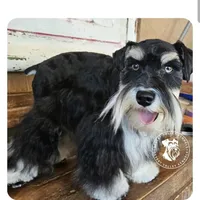 Grace's boy #2, a male Miniature Schnauzer for sale in Queen Creek, AZ – Photo 1 of 8