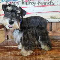 Grace's boy #2, a male Miniature Schnauzer for sale in Queen Creek, AZ – Photo 6 of 8