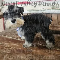 Grace's boy #2, a male Miniature Schnauzer for sale in Queen Creek, AZ – Photo 8 of 8