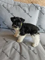 Kimber's yellow collar girl , a female Miniature Schnauzer for sale in Queen Creek, AZ – 3 of 3