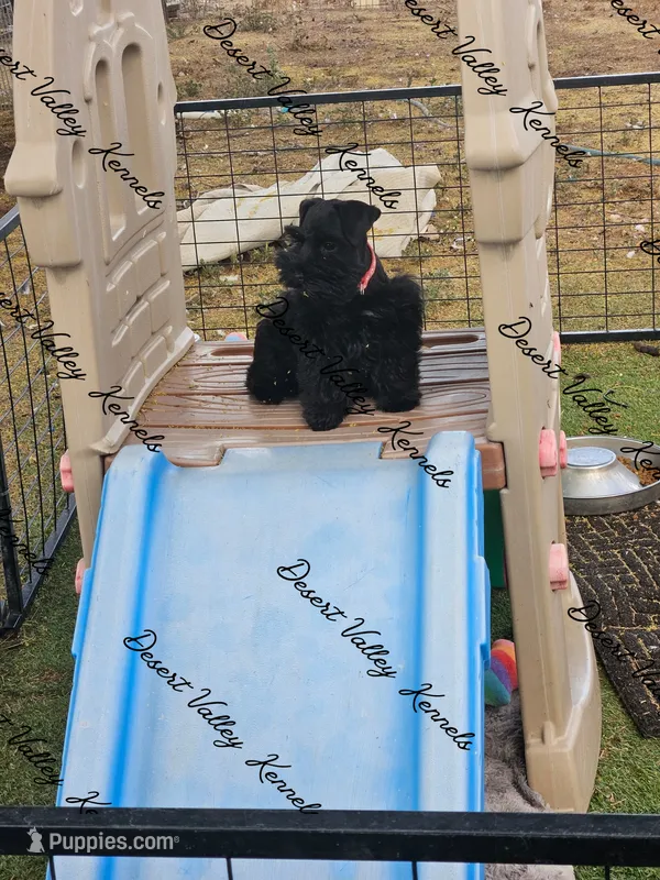 Calli's girl -dark pink collar  – Miniature Schnauzer puppy for sale in Queen Creek, AZ