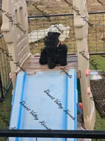 Calli's girl -dark pink collar , a female Miniature Schnauzer for sale in Queen Creek, AZ – 1 of 10