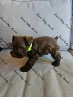 Benelli's lime collar girl , a female Miniature Schnauzer for sale in Queen Creek, AZ – 3 of 4