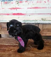 Diva's boy #2, a male Miniature Schnauzer for sale in Queen Creek, AZ – Photo 2 of 4