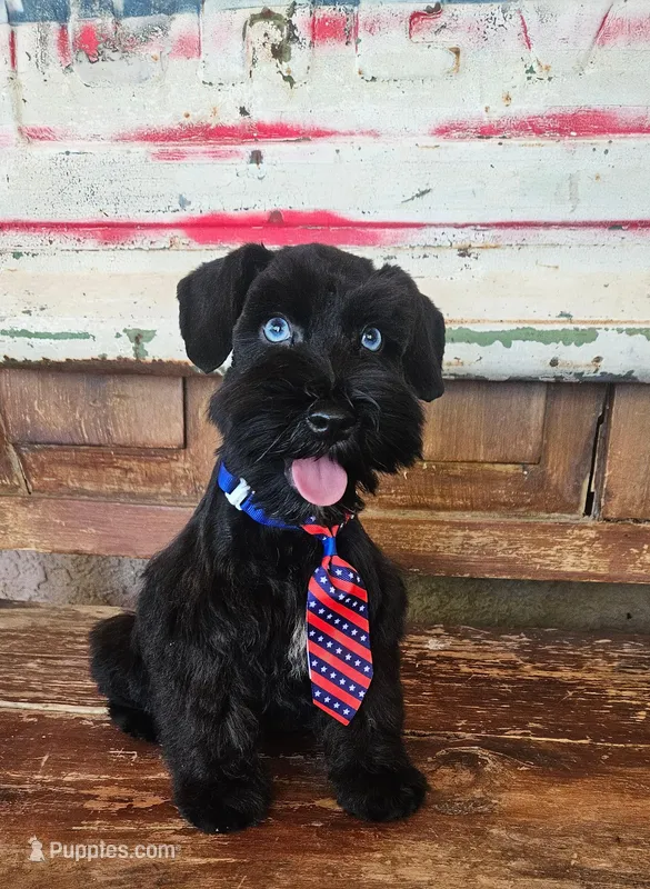 Diva's boy #2, a male Miniature Schnauzer for sale in Queen Creek, AZ – Photo 1 of 4