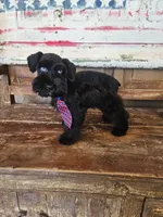 Diva's boy #2, a male Miniature Schnauzer for sale in Queen Creek, AZ – Photo 3 of 4