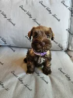 Benelli's purple collar girl , a female Miniature Schnauzer for sale in Queen Creek, AZ – 2 of 3