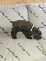 Calli's girl light pink , a female Miniature Schnauzer for sale in Queen Creek, AZ – 7 of 8