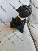 Calli's girl light pink , a female Miniature Schnauzer for sale in Queen Creek, AZ – 5 of 8