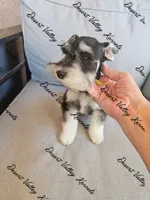 Raven's girl, a female Miniature Schnauzer for sale in Queen Creek, AZ – 4 of 9