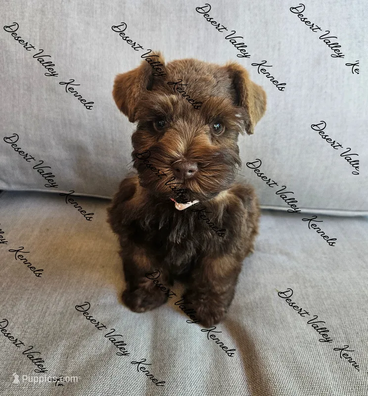 Benelli's pink collar girl  – Miniature Schnauzer puppy for sale in Queen Creek, AZ