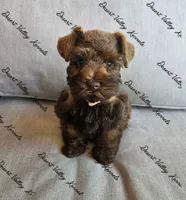 Benelli's pink collar girl , a female Miniature Schnauzer for sale in Queen Creek, AZ – 1 of 4