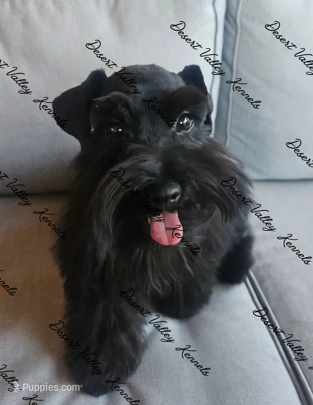 Calli's girl -dark pink collar  – Miniature Schnauzer puppy for sale in Queen Creek, AZ