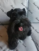 Calli's girl -dark pink collar , a female Miniature Schnauzer for sale in Queen Creek, AZ – 1 of 10