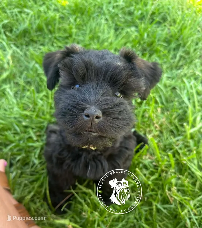 Calli's boy – Miniature Schnauzer puppy for sale in Queen Creek, AZ
