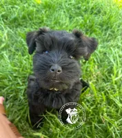 Calli's boy, a male Miniature Schnauzer for sale in Queen Creek, AZ – Photo 1 of 5