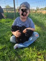 Calli's boy, a male Miniature Schnauzer for sale in Queen Creek, AZ – Photo 5 of 5