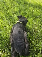 Calli's boy, a male Miniature Schnauzer for sale in Queen Creek, AZ – Photo 4 of 5