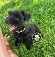 Calli's boy, a male Miniature Schnauzer for sale in Queen Creek, AZ – Photo 2 of 5