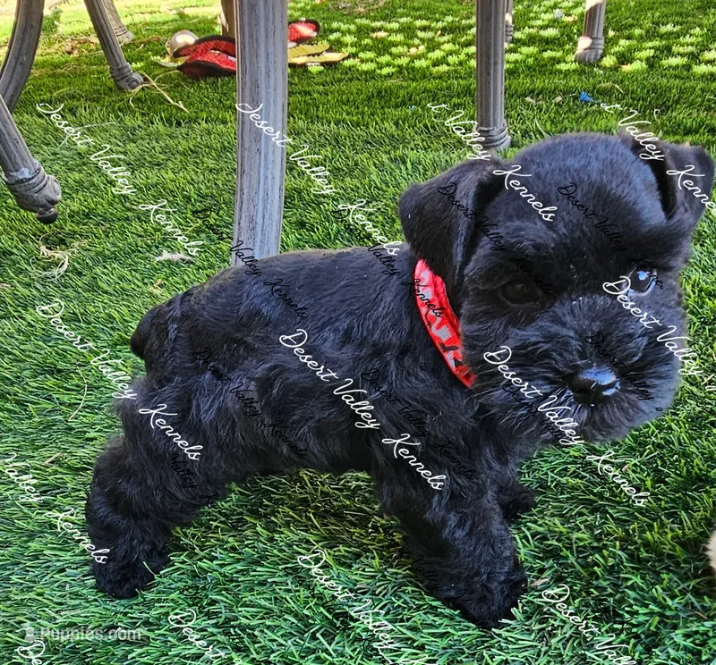 Calli's boy#1 red collar , a male Miniature Schnauzer for sale in Queen Creek, AZ – 1 of 5