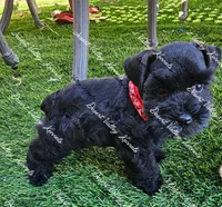 Calli's boy#1 red collar , a male Miniature Schnauzer for sale in Queen Creek, AZ – 1 of 5