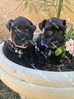 Calli's girl #2 lavender collar , a female Miniature Schnauzer for sale in Queen Creek, AZ – 3 of 5